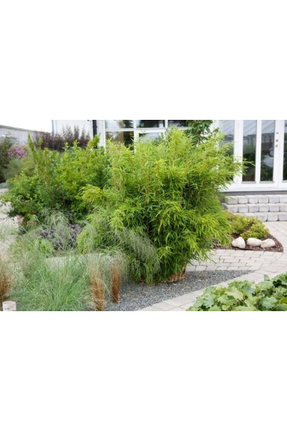 Бамбук  Мюріель саджанці